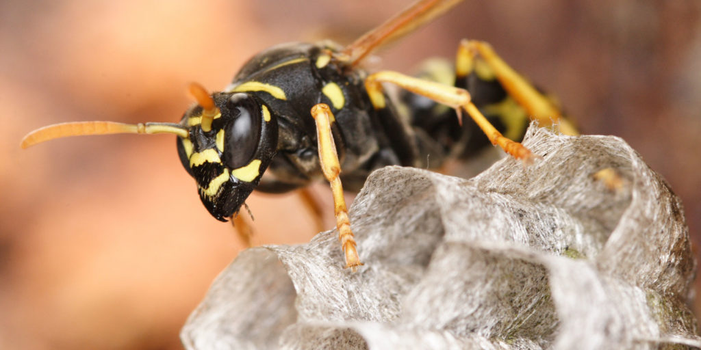 Information betreffend Insektenbekämpfung